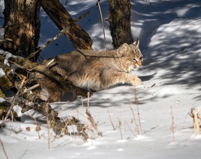 Bobcat Coming out of the Shadows.jpg