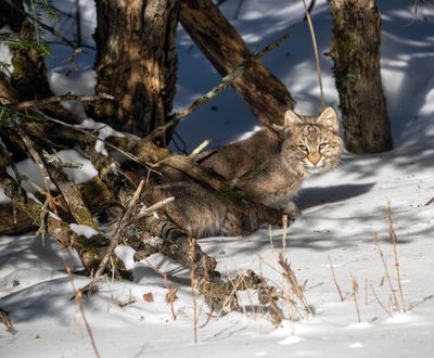 Bobcat Emerging from the Brush.jpg