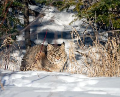 Bobcat in the Brush.jpg