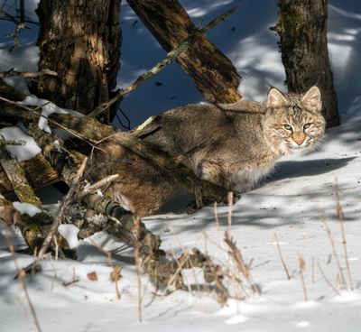 Bobcat in the Shadows.jpg