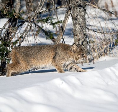 Bobcat in the Snow.jpg