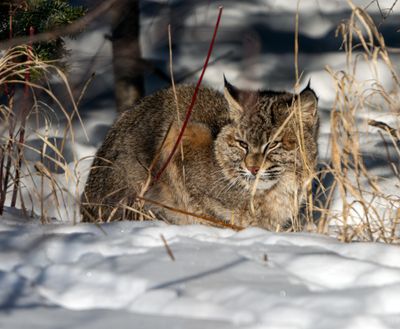 Bobcat on the Lookout.jpg