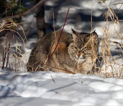 Bobcat on Watch.jpg