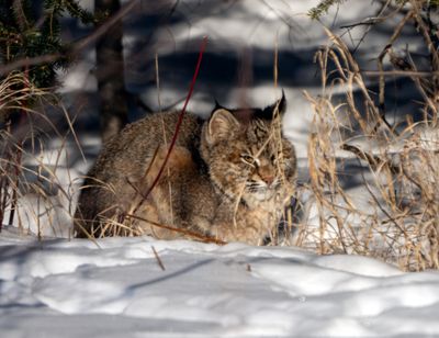 Bobcat Resting.jpg