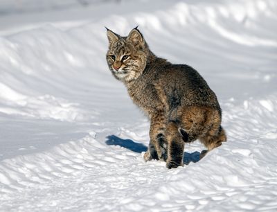 Bobcat Turning Back.jpg