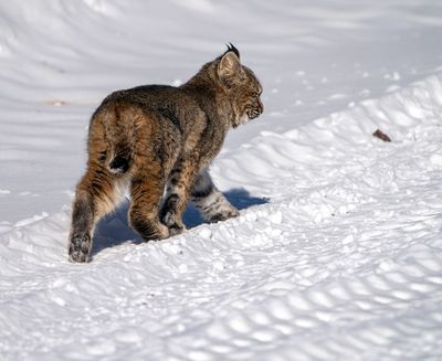 Bobcat Walking Off.jpg