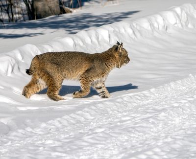 Bobcat Walking on a Snowy Path.jpg