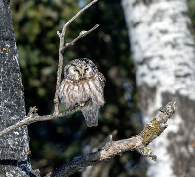 Boreal Framed in the Tree.jpg