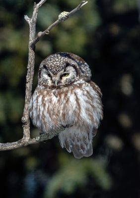 Boreal in the Tree.jpg