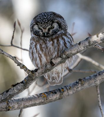 Boreal in the Trees.jpg