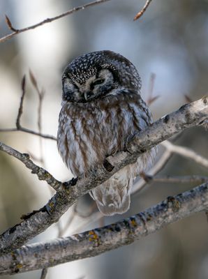 Boreal on a Branch.jpg