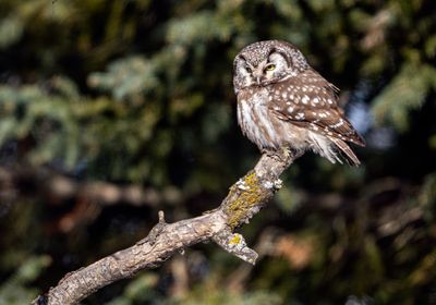 Boreal Out on a Limb.jpg
