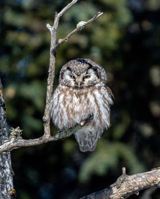 Boreal Owl Framed in a Tree.jpg