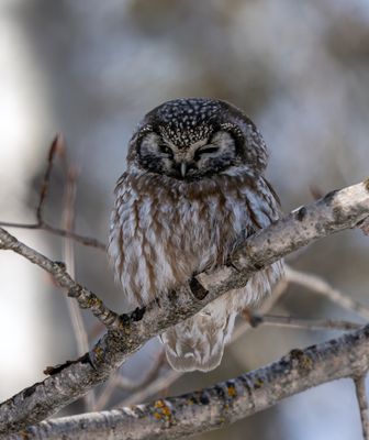Boreal Owl on a Branch.jpg