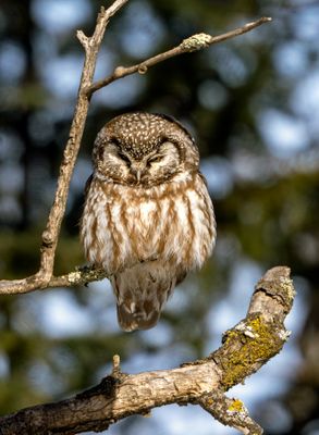 Boreal Owl Perched.jpg