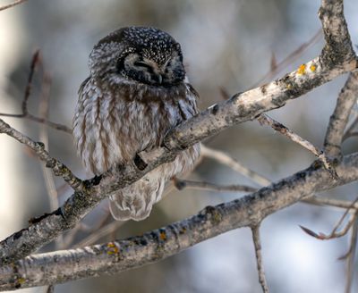 Boreal Owl.jpg