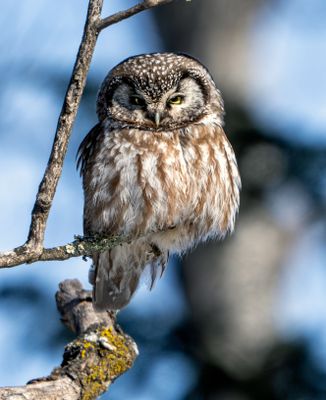 Boreal Stare.jpg