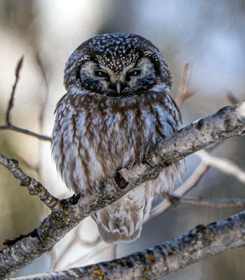 Eyes of the Boreal.jpg