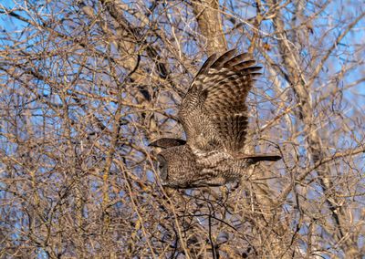 GGO flying in the trees.jpg