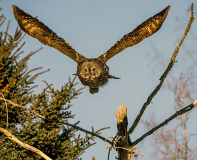 GGO Flying.jpg