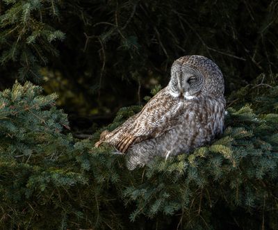 GGO in a Tree On Lake Superior.jpg
