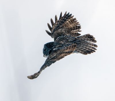 GGO in Flight.jpg