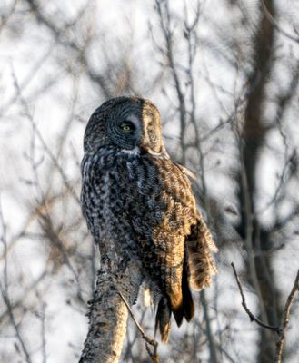 GGO on a dead tree looking back.jpg