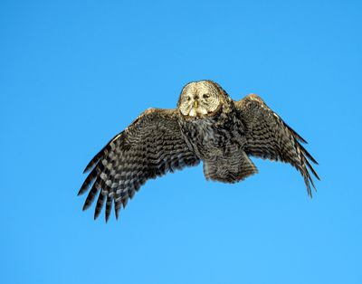 Great Gray and Blue Sky.jpg