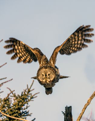 Great Gray Flapping Wings.jpg