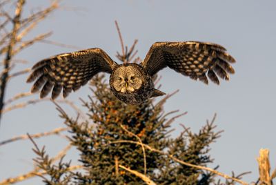 Great Gray Flight.jpg