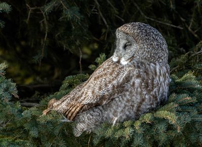 Great Gray in the Boughs of a Tree.jpg