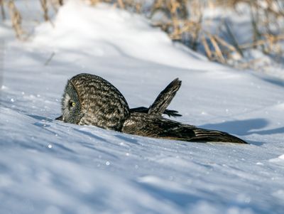 Great Gray in the Snow.jpg