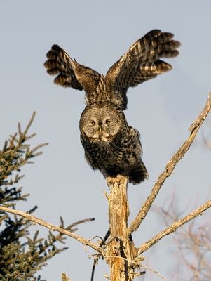 Great Gray Launching.jpg