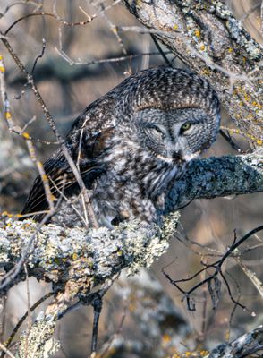 Great Gray Looking Down.jpg