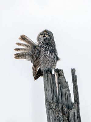 Great Gray Looking Up.jpg