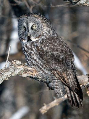 Great Gray on a Branch.jpg
