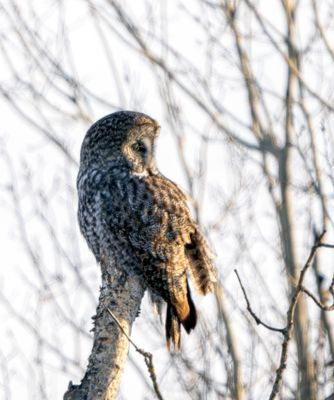 Great Gray on a Dead Tree.jpg