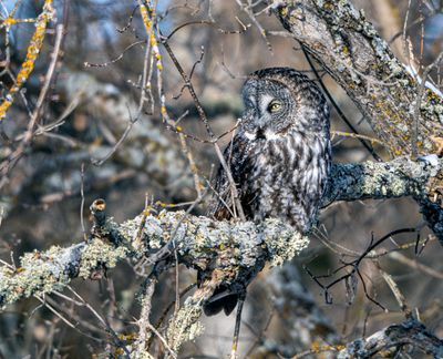 Great Gray Owl Camouflaged.jpg