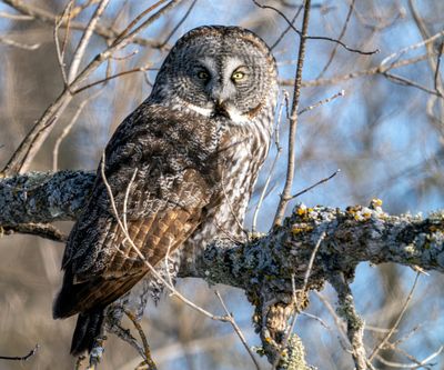 Great Gray Owl in a Tree.jpg