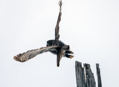 Great Gray Owl Launching Left.jpg