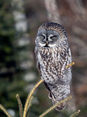 Great Gray Owl Near Lake Superior.jpg