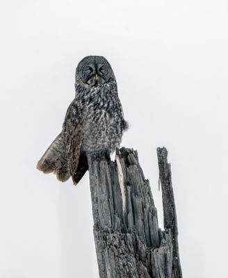 Great Gray Owl on a Dead Stump.jpg