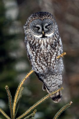 Great Gray Owl on a Great Lake.jpg