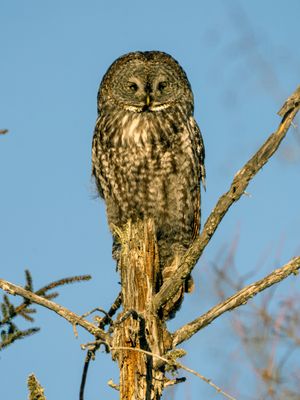 Great Gray Owl on a Snag.jpg