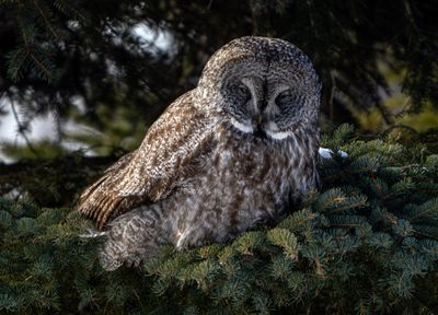 Great Gray Owl on a Tree at Lake Superior.jpg