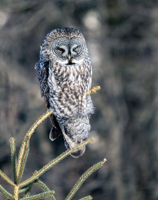 Great Gray Owl on the North Shore.jpg