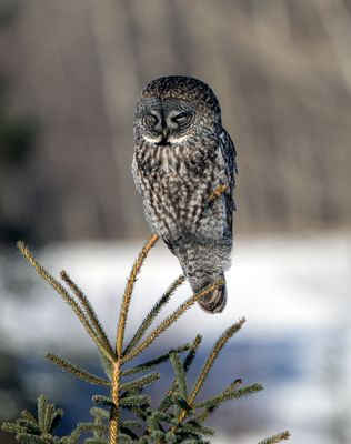 Great Gray Owl Perched.jpg