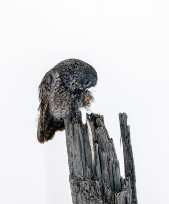 Great Gray Owl Preening.jpg