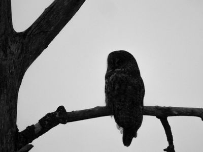 Great Gray Owl Silhouette.jpg