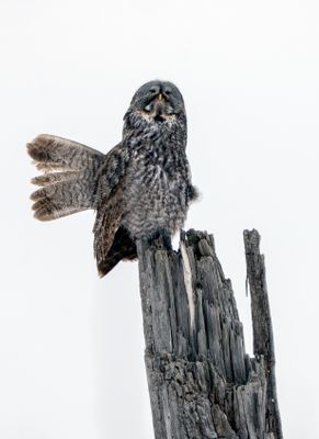 Great Gray Owl Stretching.jpg